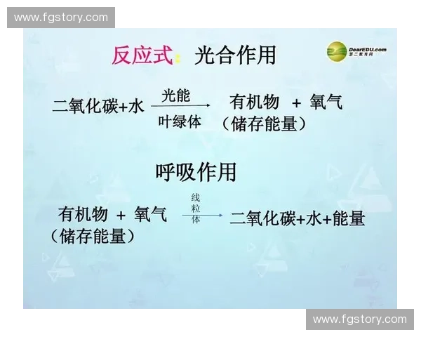 氧气代谢过程与生物能量转换的关系及其在细胞功能中的重要作用